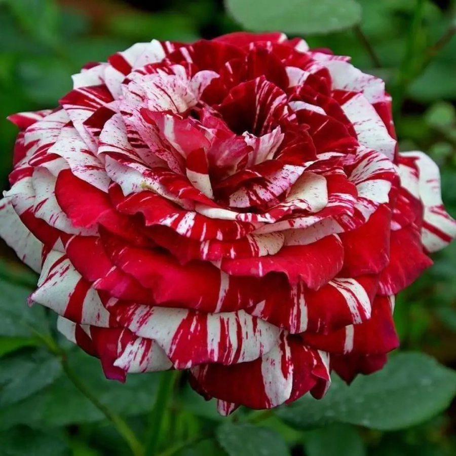 Trandafiri Hocus Pocus Julio Iglesias la Ghiveci 3L - anul 3 1