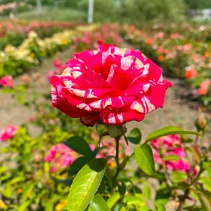 Trandafiri Hocus Pocus Pink la Ghiveci 3L - anul 3 1