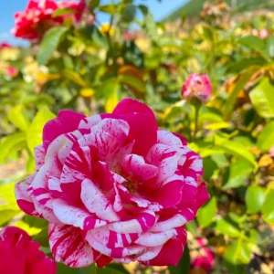 Trandafiri Hocus Pocus White Pink la Ghiveci 3L - anul 3 1