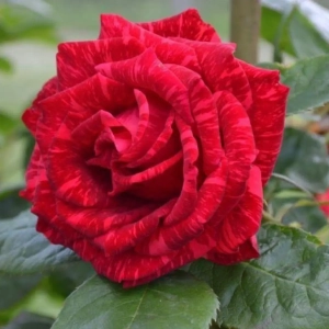 Trandafiri Red Queen la Ghiveci 3L - anul 3 1