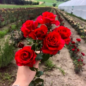 Trandafiri Red Wonder la Ghiveci 3L - anul 3 1