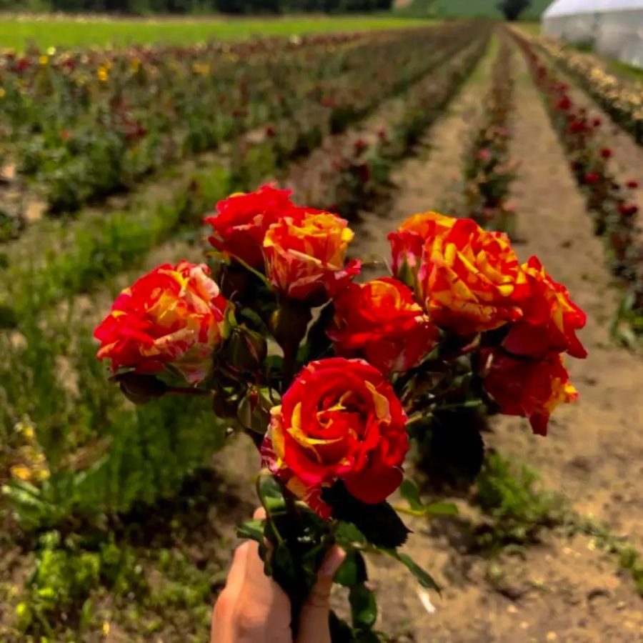 Trandafiri Red and Yellow la Ghiveci 3L - anul 3 1