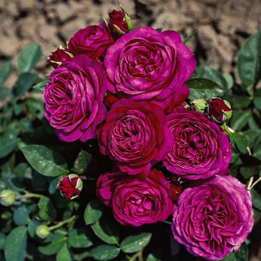 Trandafiri Sachsengruss de dulceata la Ghiveci 3L - anul 3 1