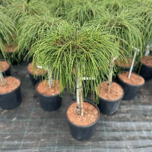 Tuia Plicata - Whipcord - Pe Trunchi Inalt - Ghiveci 10 L - Inaltime 80 - 100 cm 2