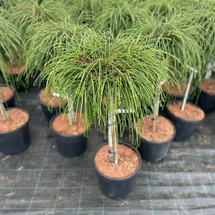 Tuia Plicata - Whipcord - Pe Trunchi Inalt - Ghiveci 10 L - Inaltime 80 - 100 cm 2