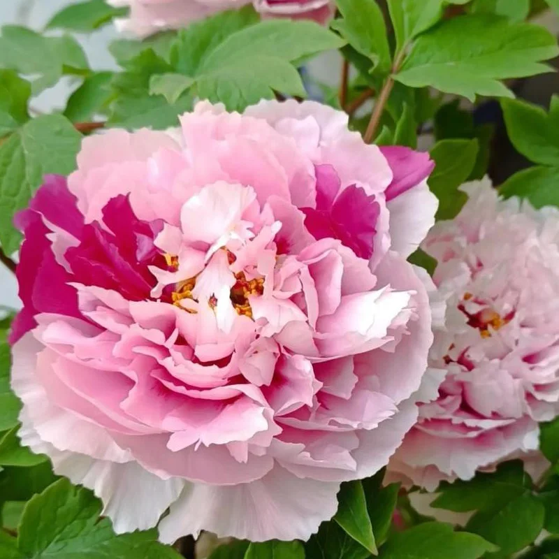 Bujor Arbustiv - Dao Jin - Ghiveci de 3 L - Înalțime 50 - 70 cm 2