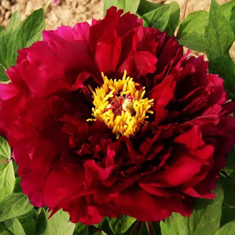 Bujor Arbustiv -  Xin Ri Yue - Ghiveci de 3 L - Înalțime 50 - 70 cm 2