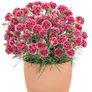 Garofițe Duble Parfumate - Vanilla - Ghiveci 1 L - Înălțime 20 - 30 cm 1