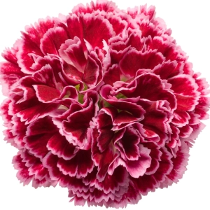 Garofițe Duble Parfumate - Vanilla - Ghiveci 1 L - Înălțime 20 - 30 cm 3