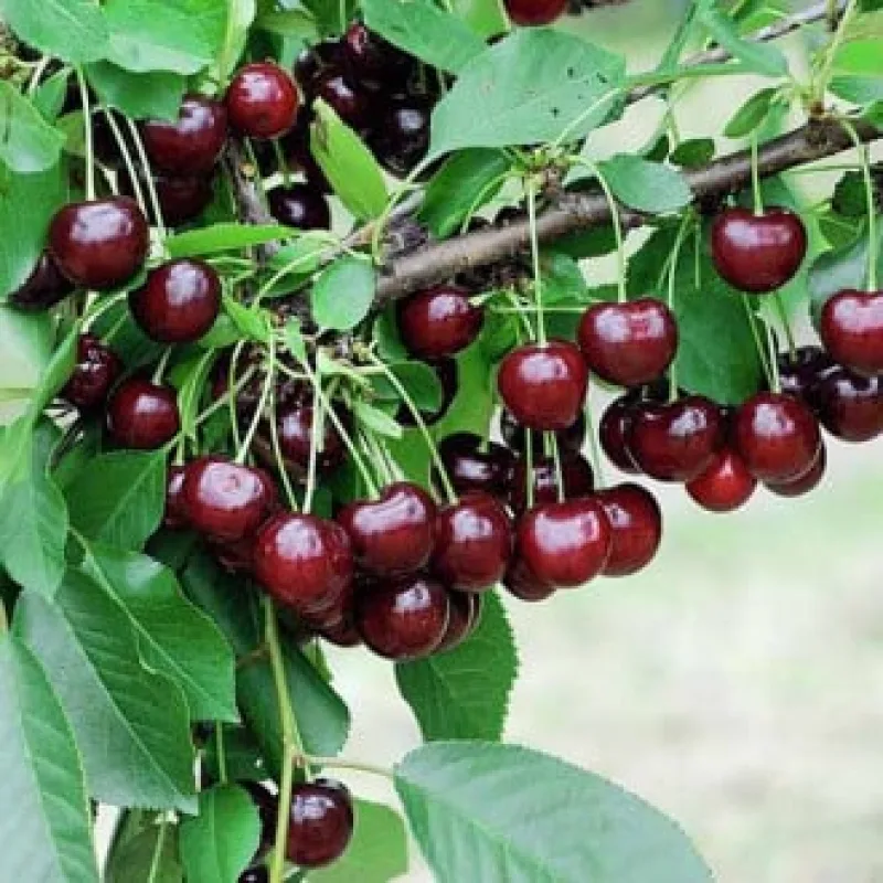 Pom Fructifer - Visin Achat ( 20 bucati ) 1