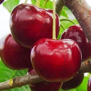 Pom fructifer - Visin Botemo 1