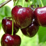 Pom fructifer - Visin Crisane 1