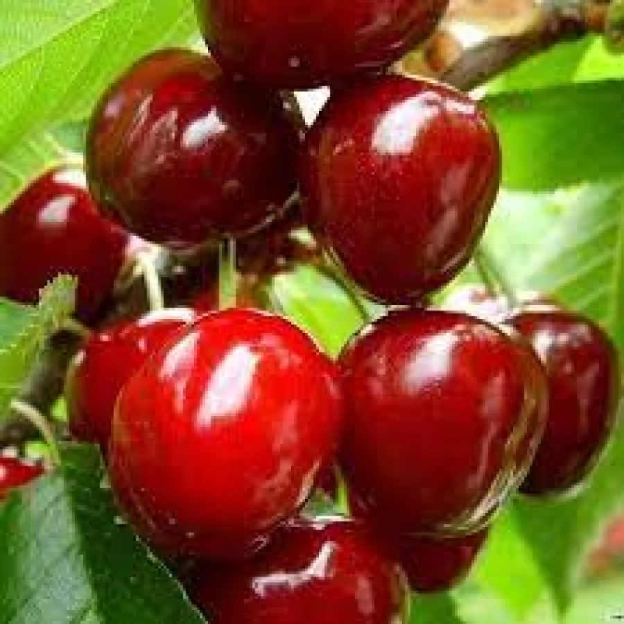 Pom Fructifer - Visin Negricios Jubileu De Erd ( 20 bucati ) 1