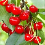 Pom fructifer - Visin Pandy 1