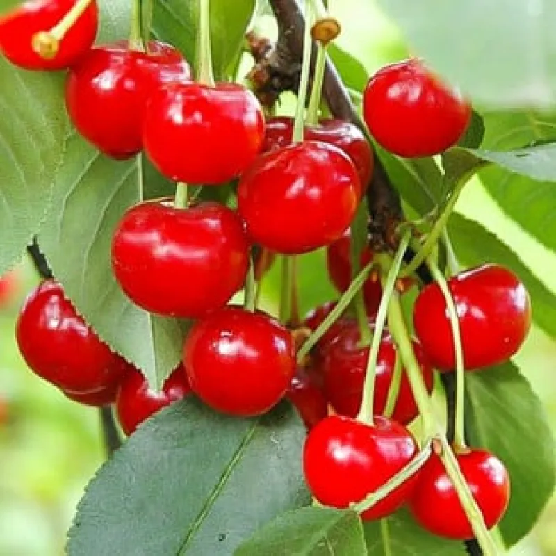 Visin-Pandy-8588 Pom Fructifer - Visin Pandy ( 20 bucati ) 1