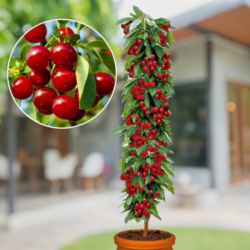 Visin-columnar-Rubina Pom Fructifer - Visin columnar Rubina Anul 3 - Ghiveci 3 l - Inaltime 80 - 120 cm 1