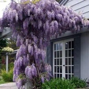 Wisteria Cataratoare Dark Purple la Ghiveci 3L (80-100 cm) 1