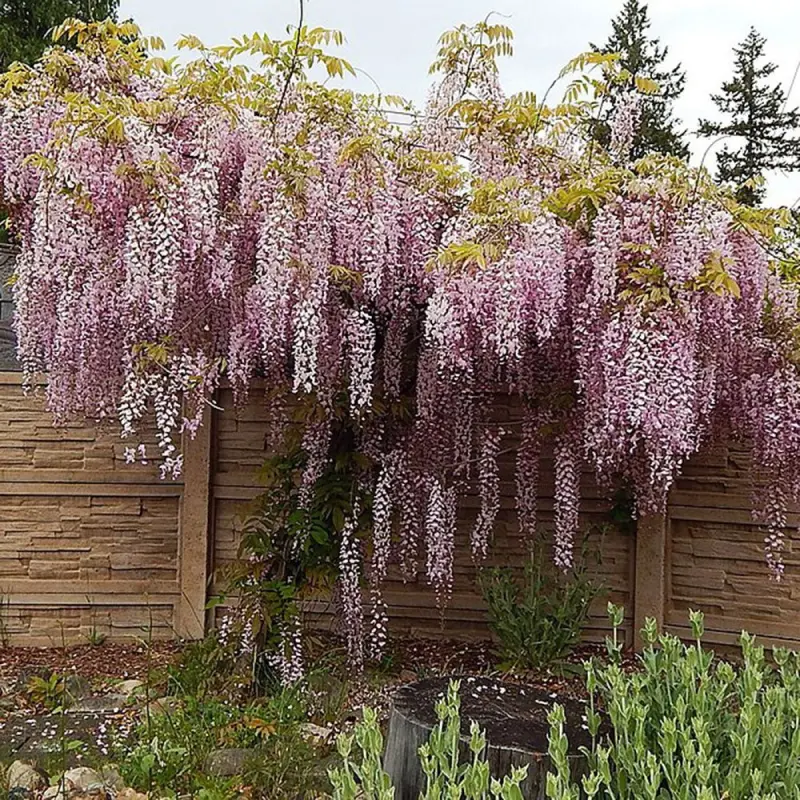 Wisteria Cataratoare Honbeni la Ghiveci 3L (80-100 cm) 1