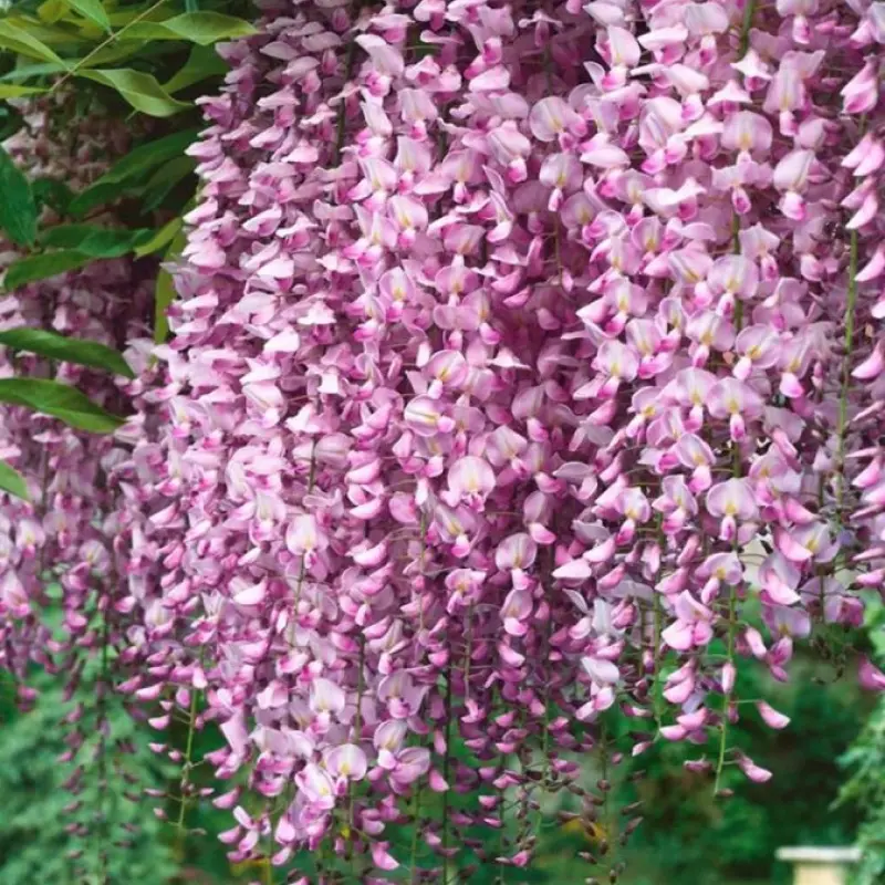 Wisteria Cataratoare Roz la Ghiveci 3L (80-100 cm) 1