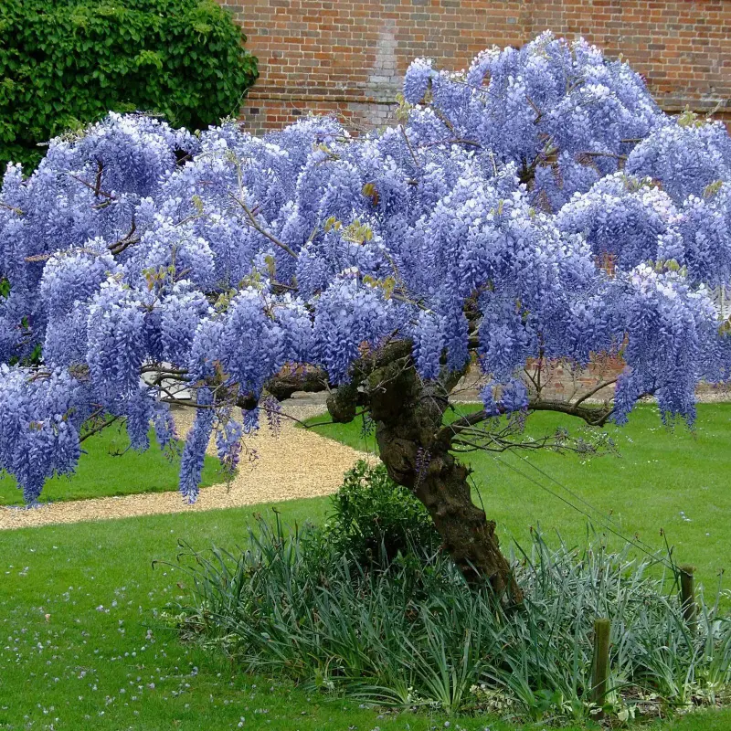 Wisteria  Cataratoare Chinese Blue la Ghiveci 3L (80-100 cm) 1