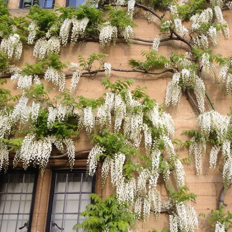 Wisteria  Cataratoare Sinensis Alba la Ghiveci 3L (80-100 cm) 1