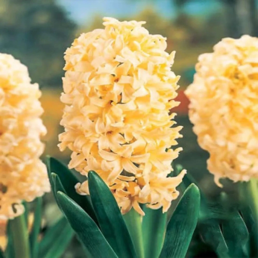 Zambile-Hermione-9211 Bulbi de Zambile Hermione 1