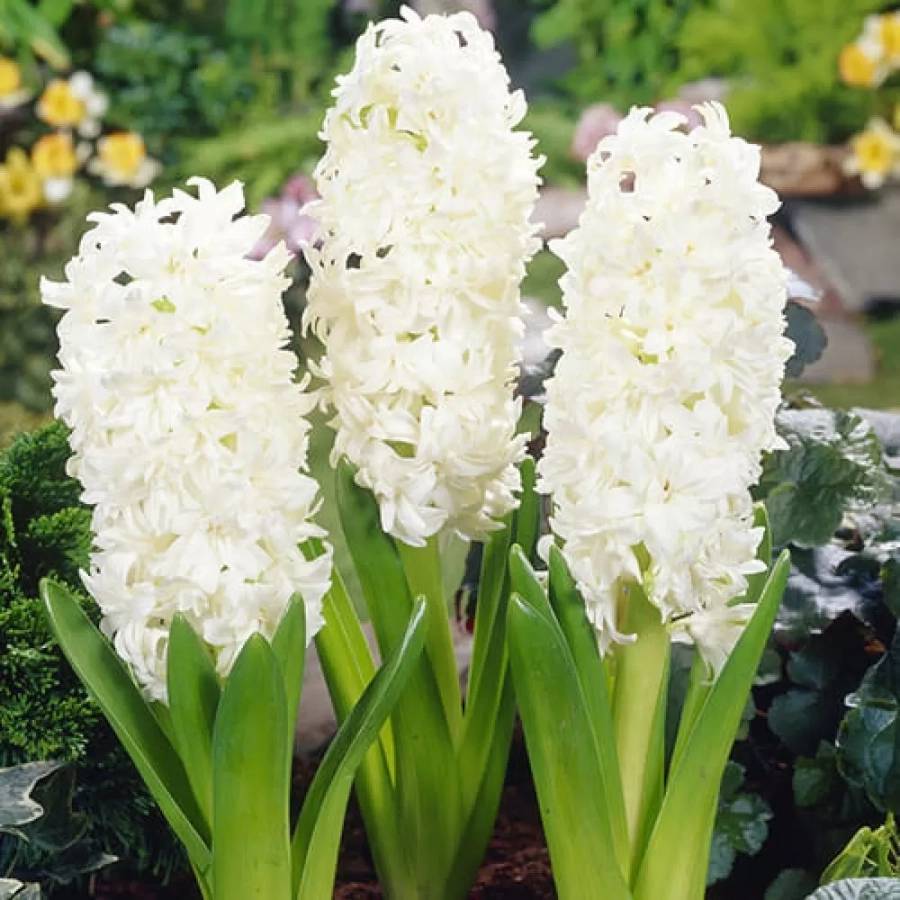 Bulbi de Zambile Madame Sophie 1