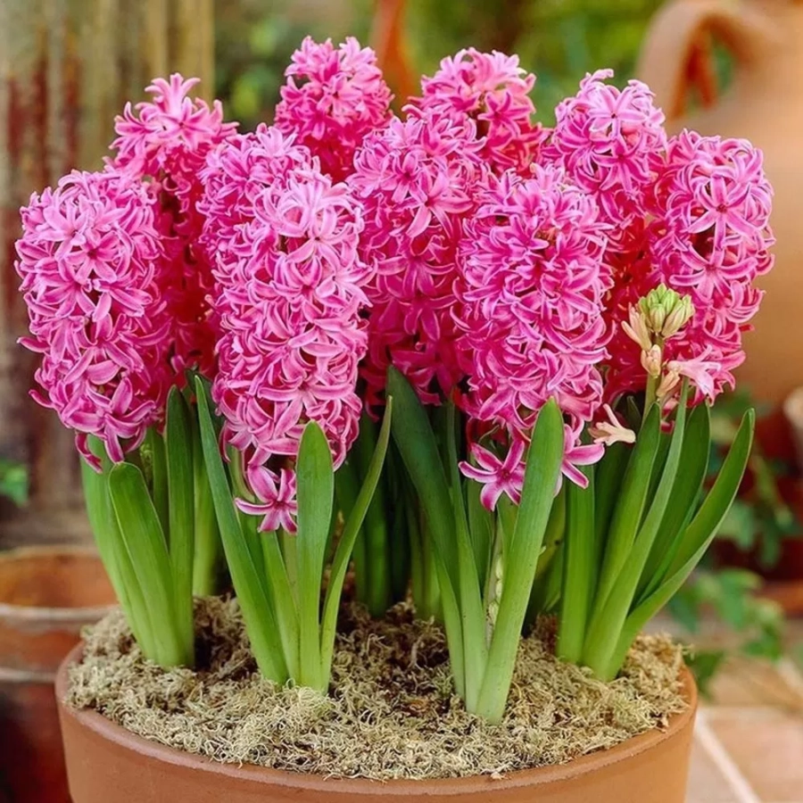 Zambile-Pink-Pearl-7551