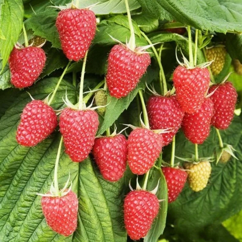 Arbust Fructifer - Zmeur Polka Tufa - Cu Radacina Nuda 1