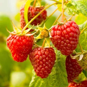 Arbust Fructifer - Zmeur Red Giant - Cu Radacina Nuda 1