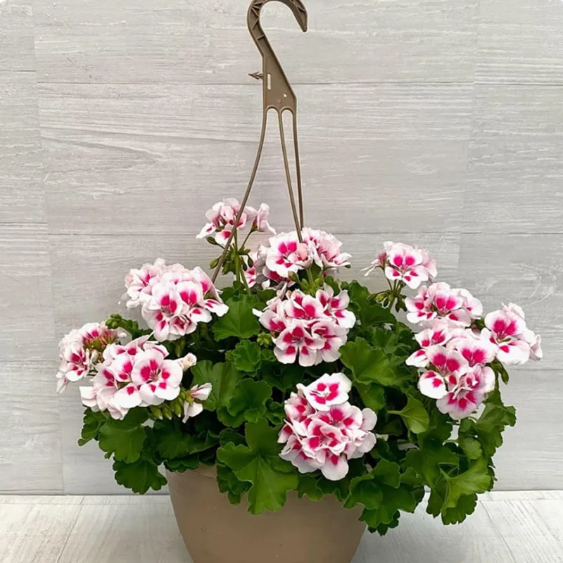 Mușcate - Abendlila - Ghiveci Suspendat de 30 cm - Înălțime 30 - 40 cm 1