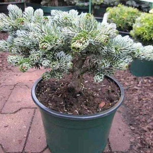 Brad Corean Pitic - Abies Korean Kohouts Icebreaker - Ghiveci 8 l - Inaltime 40 - 50 cm 3