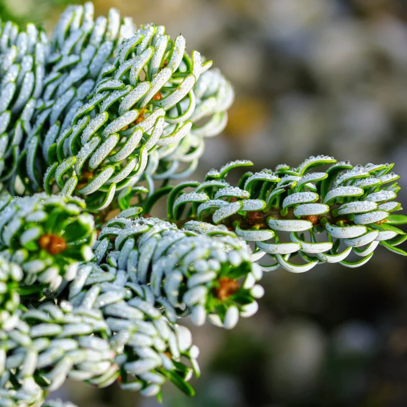 Brad Corean Pitic - Abies Korean Kohouts Icebreaker - Ghiveci 8 l - Inaltime 40 - 50 cm 2