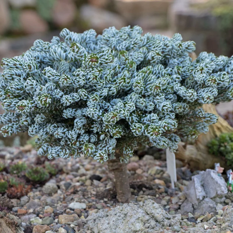 Brad Corean Pitic - Abies Korean Kohouts Icebreaker - Ghiveci 8 l - Inaltime 40 - 50 cm 1