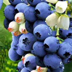 Arbust Fructifer - Afin Blue Gold - Tufa la Ghiveci 1