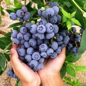 Arbust Fructifer - Afin Duke - Tufa la Ghiveci 1