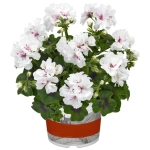 Mușcată Semicurgătoare Albă - Ghiveci 12 cm - Înălțime 40 - 50 cm 1