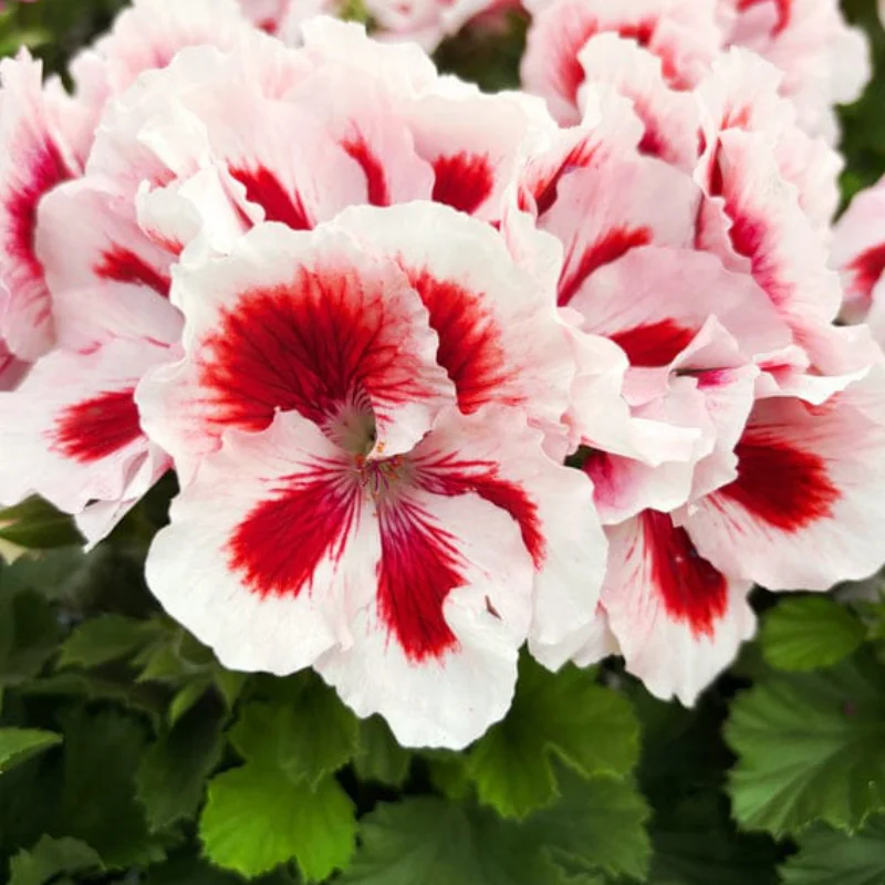 Mușcată englezească - Francis - Ghiveci 12 cm - Înălțime 30 - 40 cm 2