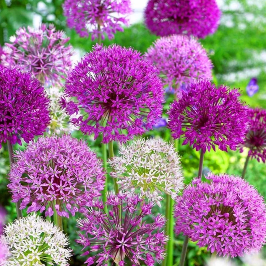 allium Bulbi de Allium Mix 1