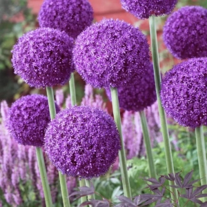 Allium