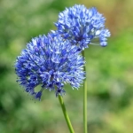 Bulbi de Allium Azureum 1