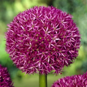 Bulbi de Allium Beau Regard 1