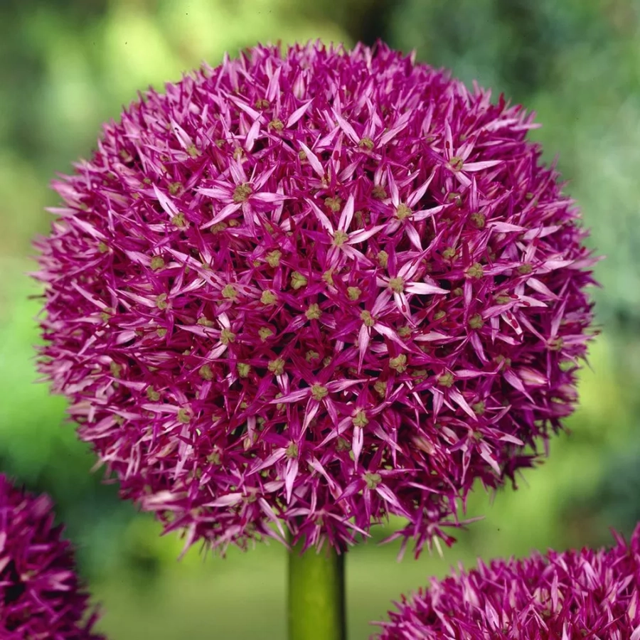 allium-beau-regard Bulbi de Allium Beau Regard 1