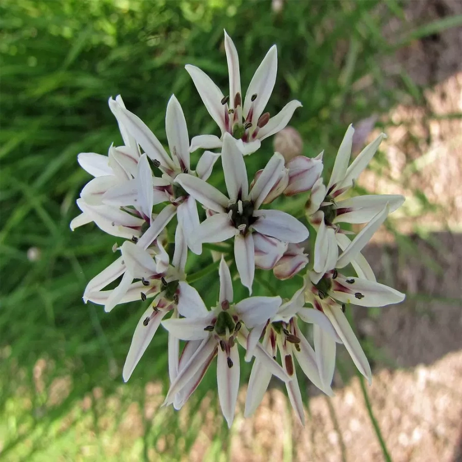 allium-cameleon Bulbi de Allium Cameleon 1