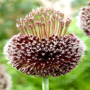Bulbi de Allium Forelock 1