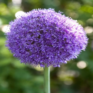 Bulbi de Allium Gladiator 1