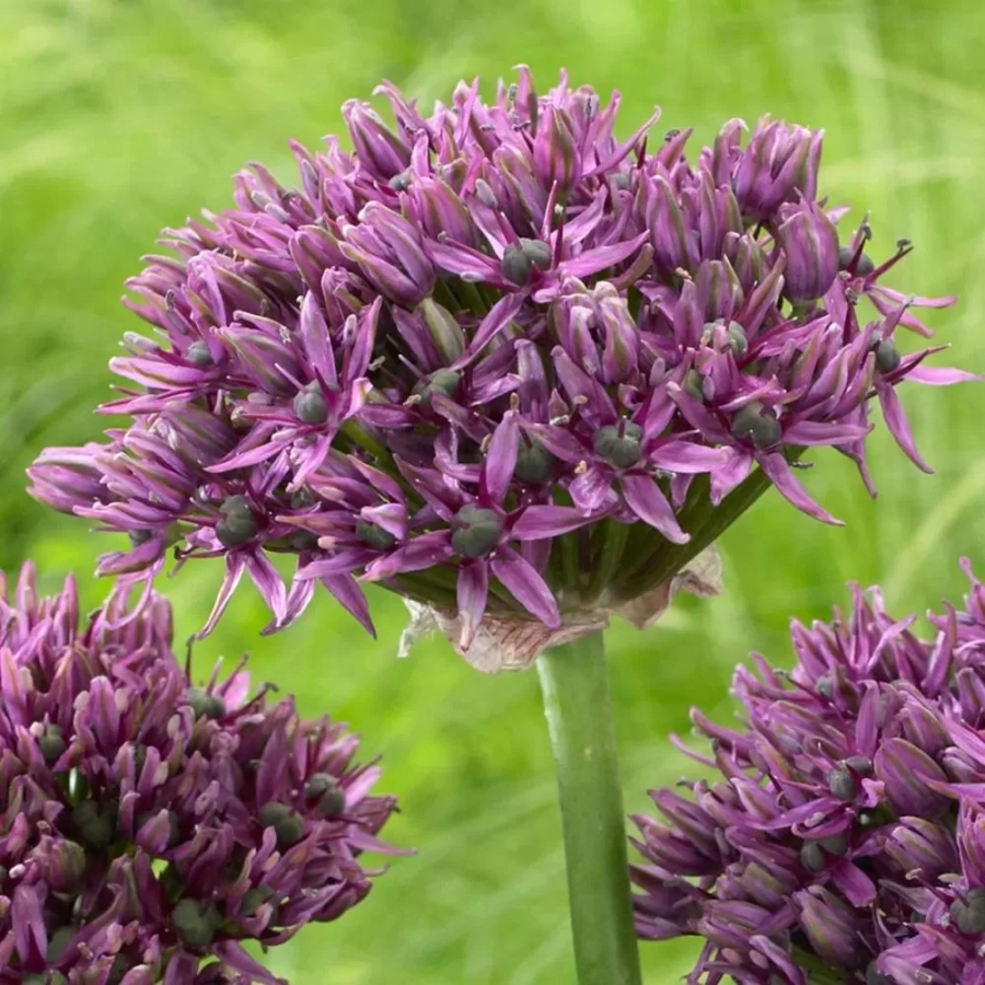 allium-mercurius Bulbi de Allium Mercurius 1