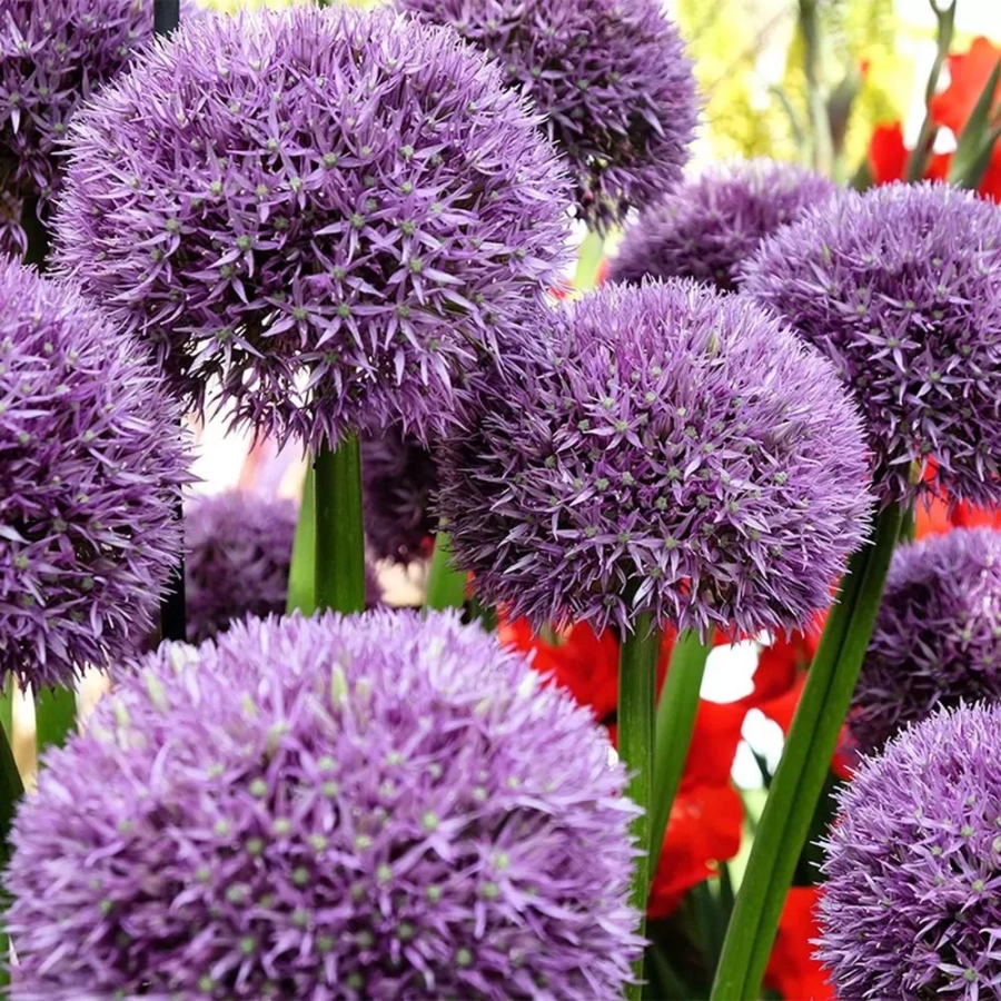 allium-pinball-wizard