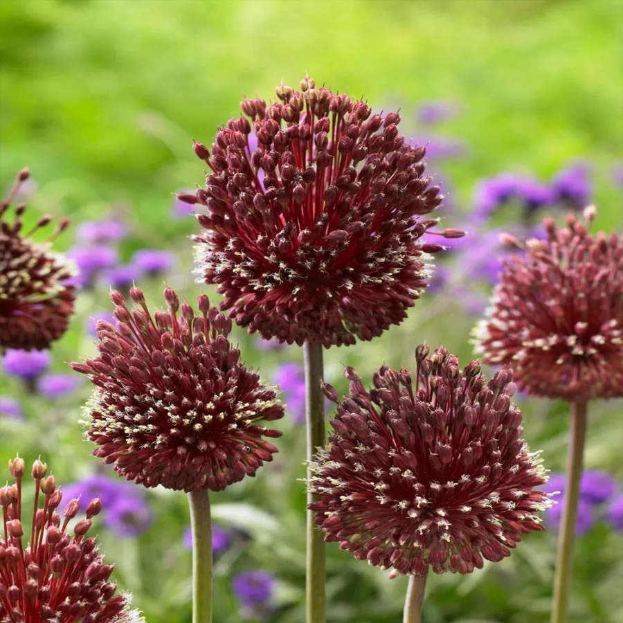 Bulbi de Allium Red Mohican 1