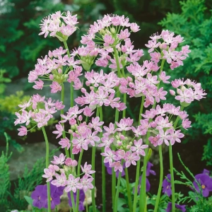 Bulbi de Allium Roseum 1